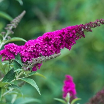 Dāvida Budleja ,, Royal Red,,/Buddleja davidii/- P9 kont.