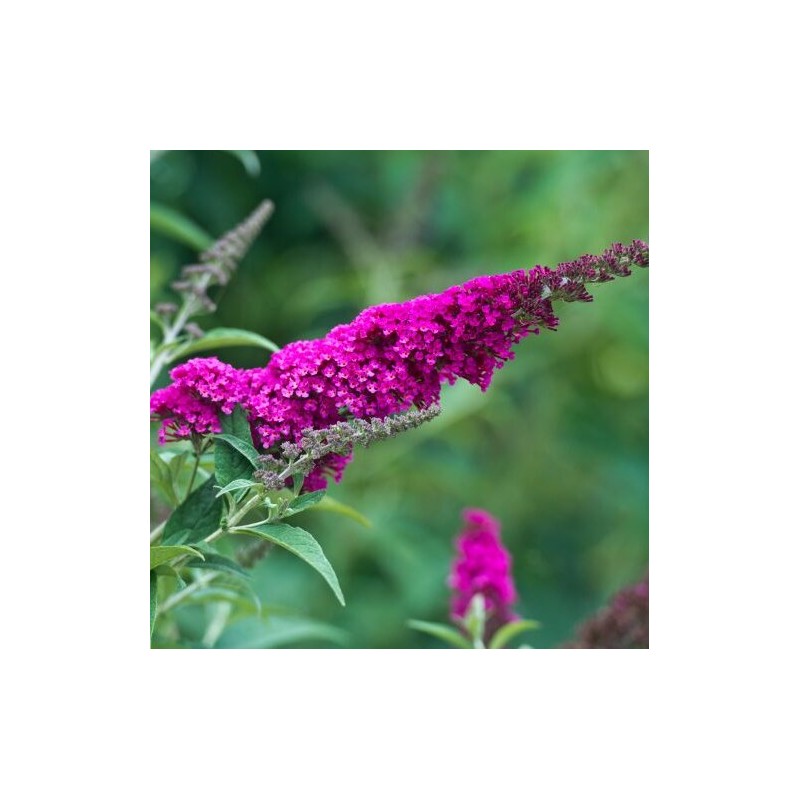 Budlėja, Dovydo  ,,Royal Red,,/Buddleja davidii/- P9 kont.