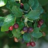 Spožā klintene /Cotoneaster lucidus/ - P14 kont. 25-30 cm