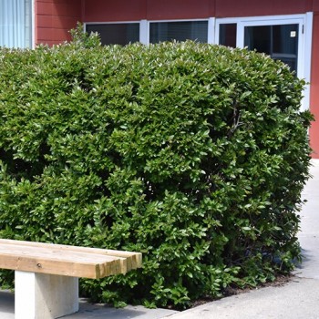 Spožā klintene /Cotoneaster lucidus/ - P14 kont. 25-30 cm