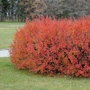 Spožā klintene /Cotoneaster lucidus/ - P14 kont. 25-30 cm
