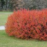 Spožā klintene /Cotoneaster lucidus/ - P14 kont. 25-30 cm