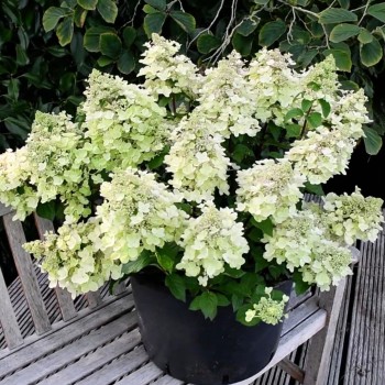 Skarainā hortenzija ,,Bee Happy,, /Hydrangea paniculata/ - P12 kont.