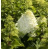 Skarainā hortenzija ,,Hercules,, /Hydrangea paniculata/  - P12 kont.