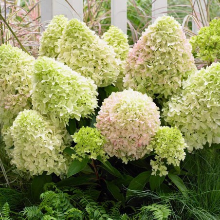 Hortenzija, skarainā ,,Little Fresco,,  /Hydrangea paniculata/ - P12 kont.