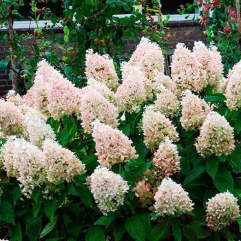 Skarainā hortenzija ,,Magical Sweet Summer,, /hydrangea paniculata/ - P12 kont.