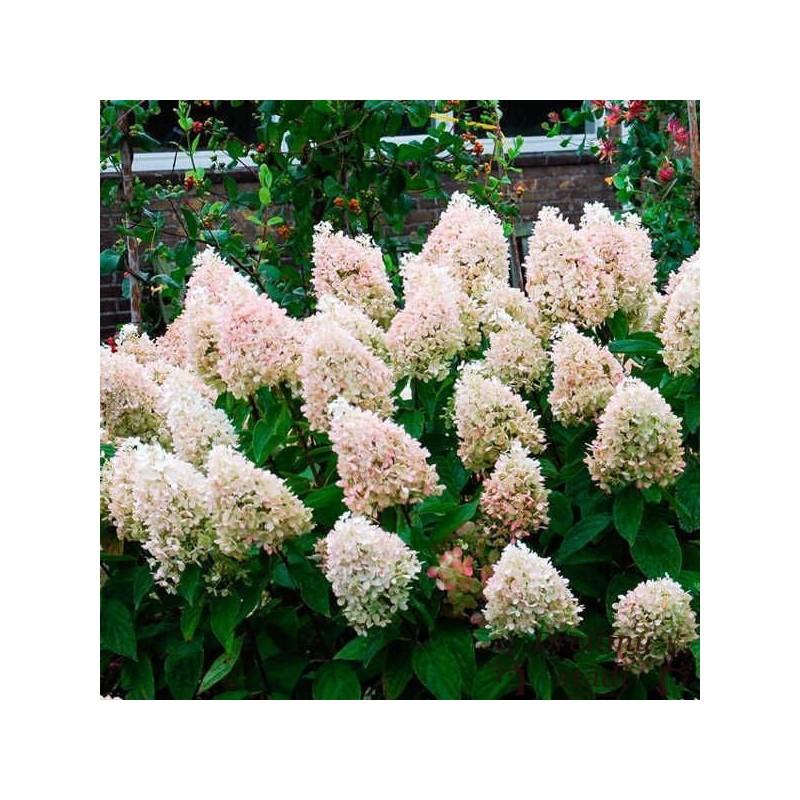 Skarainā hortenzija ,,Magical Sweet Summer,, /hydrangea paniculata/ - P12 kont.