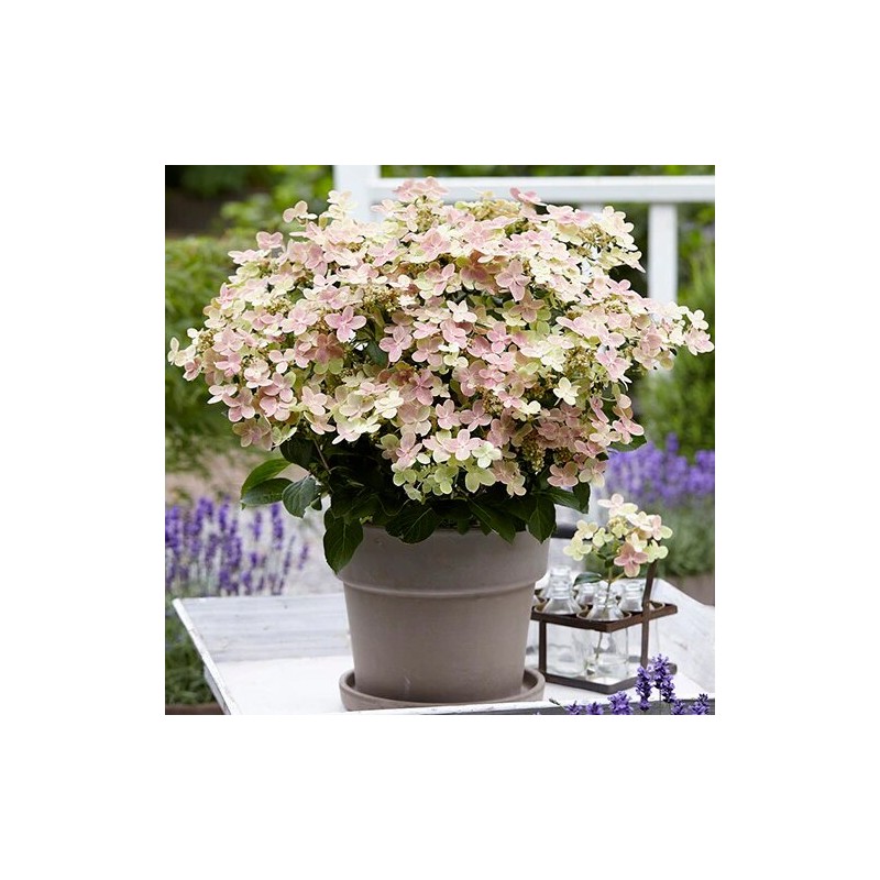 Hortenzija, skarainā "Polestar" /Hydrangea paniculata/ - P9 kont.