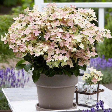 Hortenzija, šluotelinė "Polestar" /Hydrangea paniculata/ - P9 kont.