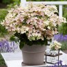 Hortenzija, skarainā "Polestar" /Hydrangea paniculata/ - P9 kont.