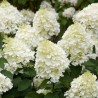 Hortenzija, šluotelinė ,,Silver Dollar,, /Hydrangea paniculata/ - P9 kont.