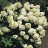 Skarainā hortenzija ,,Silver Dollar,, /Hydrangea paniculata/ - P9 kont.
