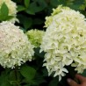 Hortenzija, skarainā ,,Skyfall,, /Hydrangea paniculata/ - P9 kont.