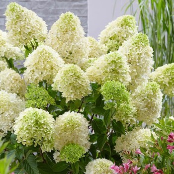 Hortenzija, šluotelinė ,,Skyfall,, /Hydrangea paniculata/ - P9 kont.