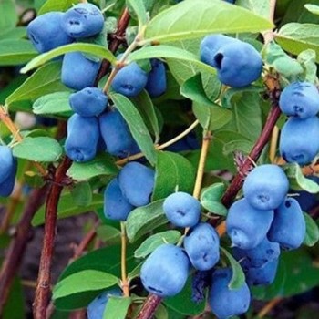 Kamčatkas oga ,,Sinoglaska,, /Lonicera caerulea var. kamtscatica/ - P9 kont.