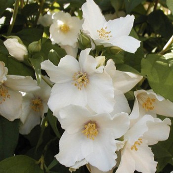 Filadelfas – jazminas ,,Belle Etoile,, /Philadelphus/ - P9 kont.