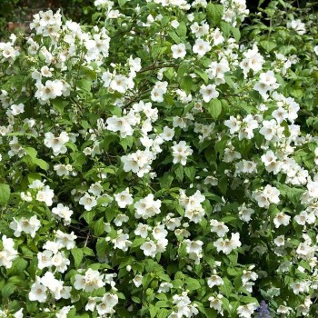 Filadelfs - jasmīns ,,Belle Etoile,, /Philadelphus/ - P9 kont.