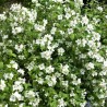 Filadelfas – jazminas ,,Belle Etoile,, /Philadelphus/ - P9 kont.