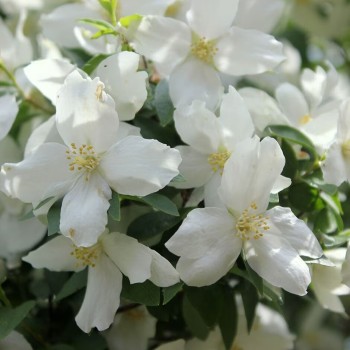 Jasmīns ,,Dame Blanche,, /Philadelphus/ - P9 kont.