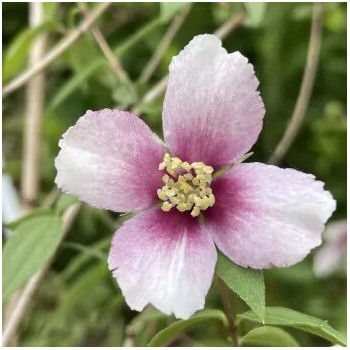 Jasmīns ,,Petite Perfume Pink,, /Philadelphus/ - P9 kont.