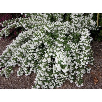 Filadelfs-jasmīns, parastais ,,Snowbelle,,/Philadelphus coronarius/- P9 kont.