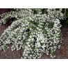 Filadelfs-jasmīns, parastais ,,Snowbelle,,/Philadelphus coronarius/- P9 kont.