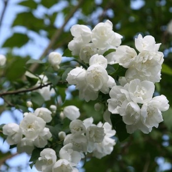 Filadelfs - jasmīns ,,Virginal,, /philadelphus/ - P9 kont.