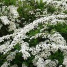 Lanksva, pilkoji ,,Grefsheim,, /Spiraea x cinerea/ - P9 kont.