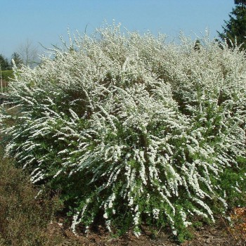 Lanksva, pilkoji ,,Grefsheim,, /Spiraea x cinerea/ - P9 kont.