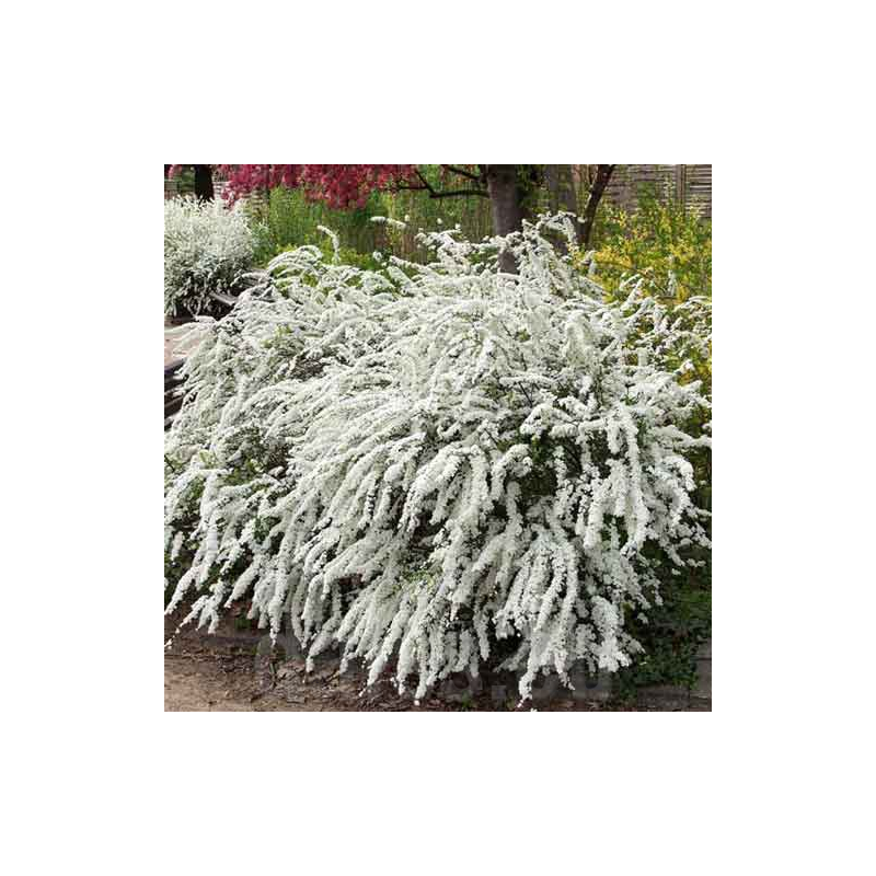 Lanksva, pilkoji ,,Grefsheim,, /Spiraea x cinerea/ - P9 kont.