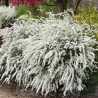 Lanksva, pilkoji ,,Grefsheim,, /Spiraea x cinerea/ - P9 kont.