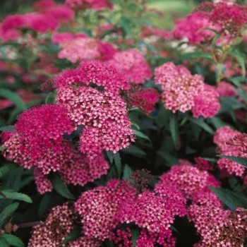 Japānas spireja "Anthony Waterer"/Spiraea japonica/ - P14 kont.