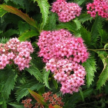 Japānas spireja “Crispa”/Spiraea japonica/ - P14 kont.