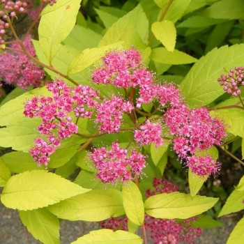 Japānas spireja 'Golden Princess'/Spiraea japonica/ - P14 kont.