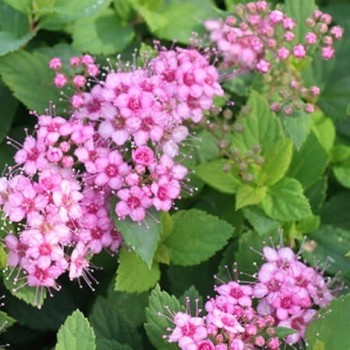 Lanksva, japoninė  ,,Little Princess,, /Spiraea japonica/- P9 kont.