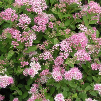 Japānas spireja ,,Little Princess,, /Spiraea japonica/- P14 kont.