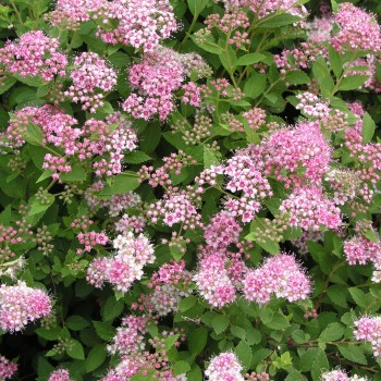 Japānas spireja ,,Little Princess,, /Spiraea japonica/- P9 kont.