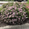 Japānas spireja ,,Little Princess,, /Spiraea japonica/- P9 kont.