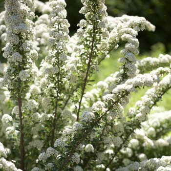 Niponas spireja “June Bride” /Spiraea nipponica/ - P9 kont.