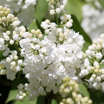 Ceriņš 'Lebioduszka' /Syringa vulgaris/- P9 kont.