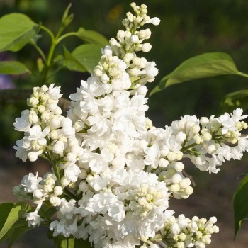 Ceriņš 'Miss Ellen Willmott' /Syringa vulgaris/- P9 kont.