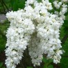Ceriņš 'Miss Ellen Willmott' /Syringa vulgaris/- P9 kont.