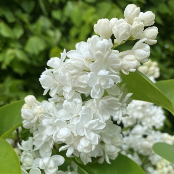 Ceriņš 'Miss Ellen Willmott' /Syringa vulgaris/- P9 kont.