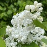 Alyva 'Miss Ellen Willmott' /Syringa vulgaris/- P9 kont.