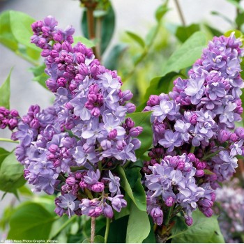 Ceriņš 'Nadezhda' /Syringa vulgaris/- P9 kont.