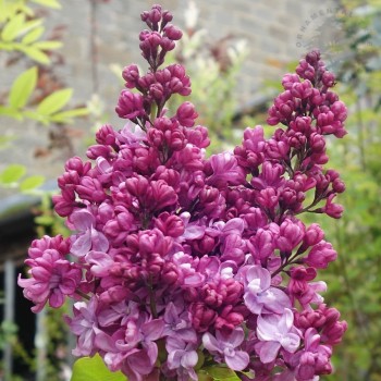 Ceriņš 'Prince Wolkonsky' /Syringa vulgaris/ - P9 kont.