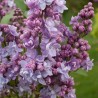 Ceriņš 'Victor Lemoine' /Syringa vulgaris/ - C3 kont.