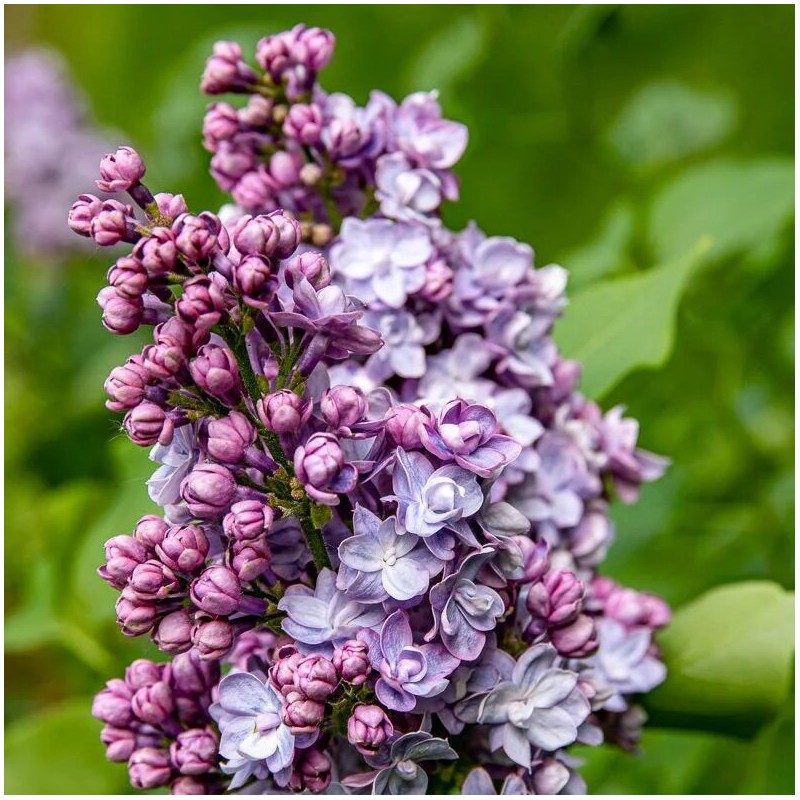 Ceriņš 'Victor Lemoine' /Syringa vulgaris/ - C3 kont.