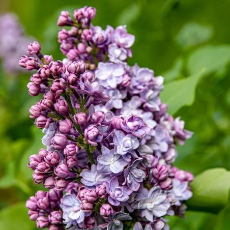 Ceriņš 'Victor Lemoine' /Syringa vulgaris/ - C3 kont.