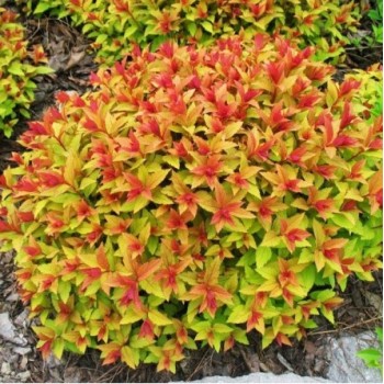 Japānas spireja ,,Merlo- Gold,, /Spiraea japonica/- C3 kont.